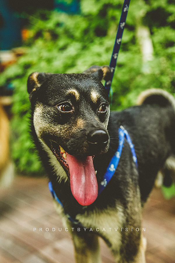 抢镜的中华田园犬。