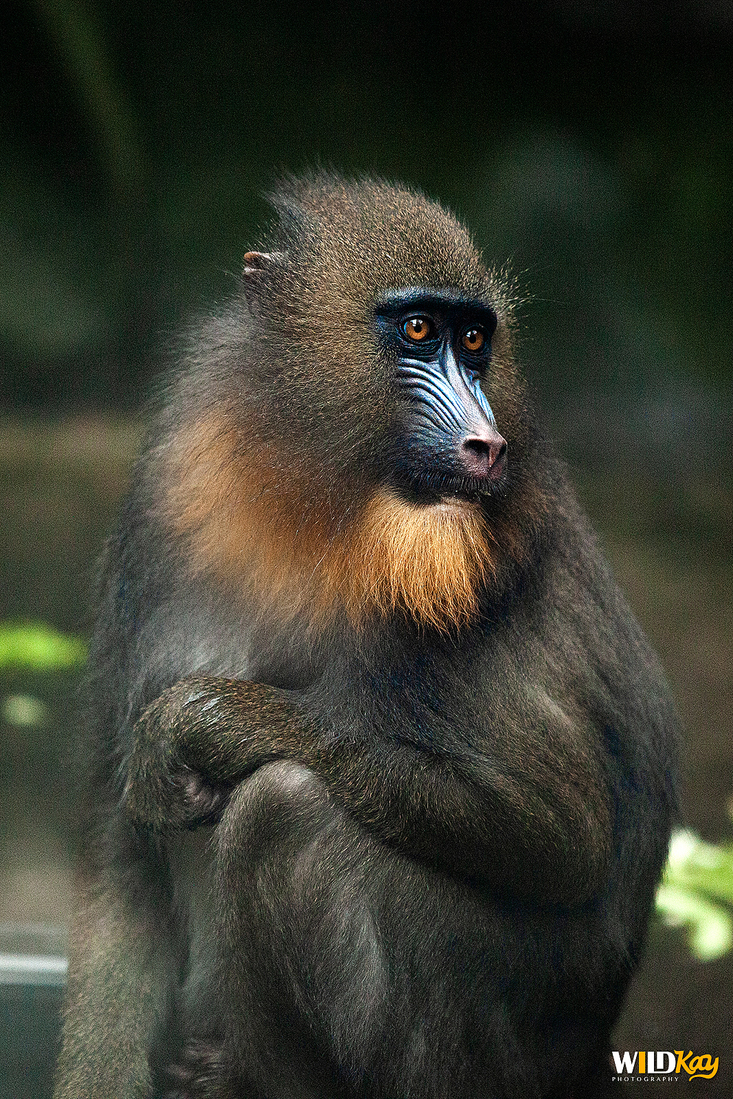 《生命和爱365》合集 I（图ZMTg0NTAwOTky） - 宠物摄影 - 站酷设计师WildKay原创素材 - 站酷ZCOOL