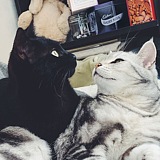 顽固主义的猫眼的头像