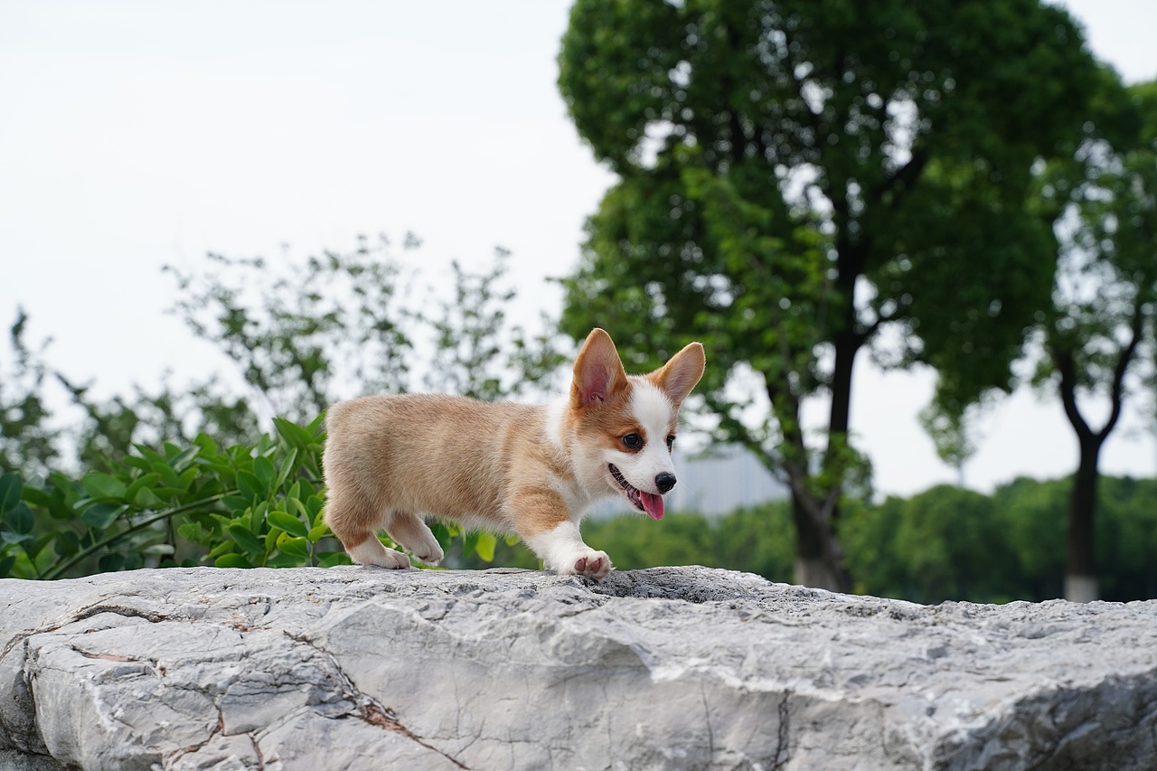柯基 宠物摄影（图ZMjYxNTE3ODQ4） - 宠物摄影 - 站酷设计师YBYDDD原创素材 - 站酷ZCOOL