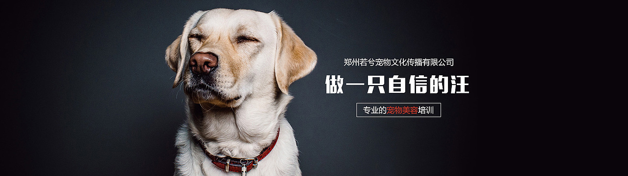 宠物banner（图ZODgyMjg0MTI=） - 图案 - 站酷设计师ZC小白原创素材 - 站酷ZCOOL