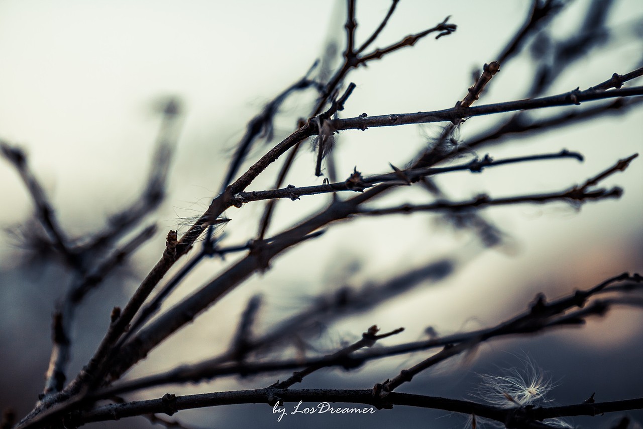 《Slience》雪景静物微距