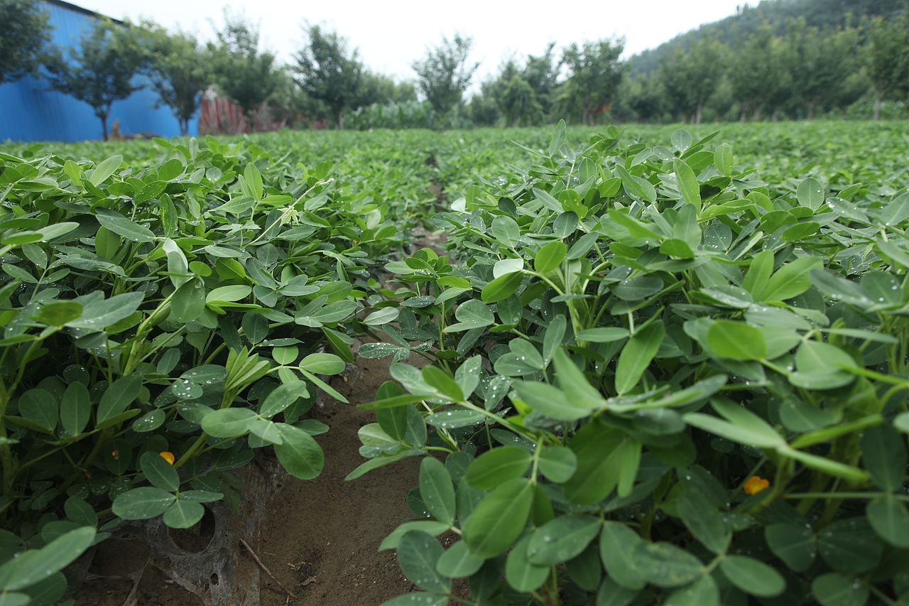 花生外景