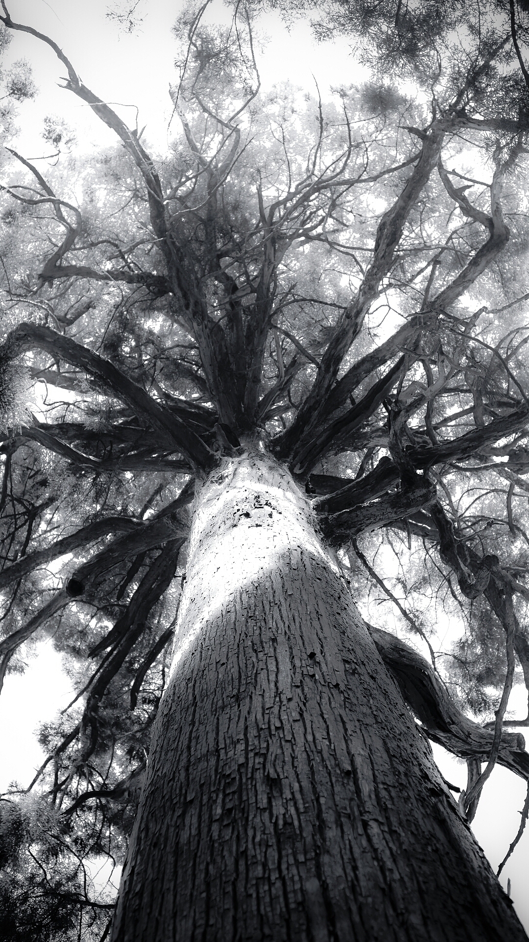 黑白美（图ZMTEzMTM2OTc2） - 风光摄影 - 站酷设计师韦回归原创素材 - 站酷ZCOOL