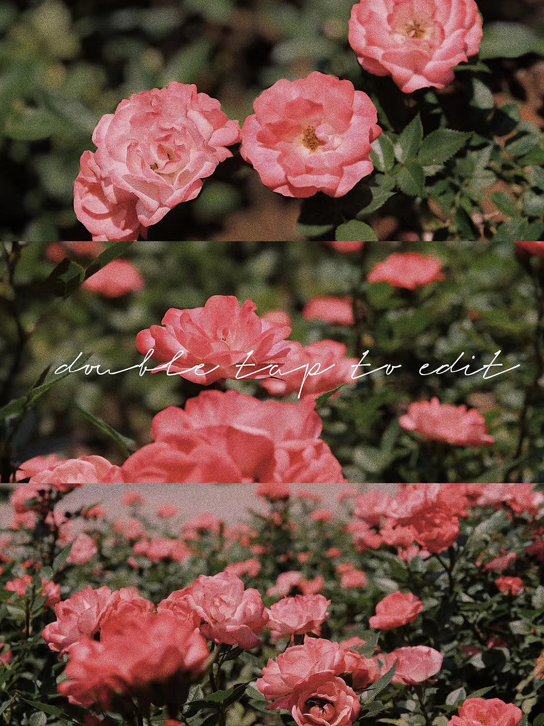 玫瑰（图ZMjEzNTgwMTA0） - 产品摄影 - 站酷设计师九月ww原创素材 - 站酷ZCOOL