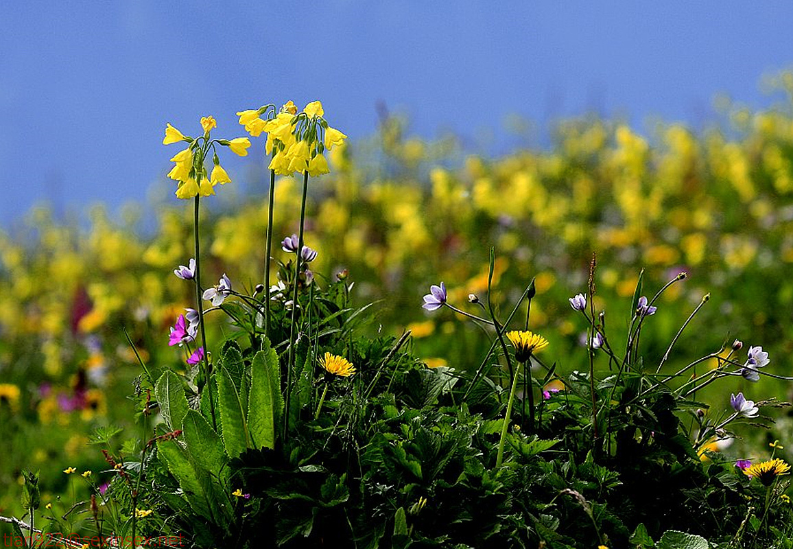 野花|摄影|其他摄影|景致唯美 - 原创作品 - 站酷 (zcool)