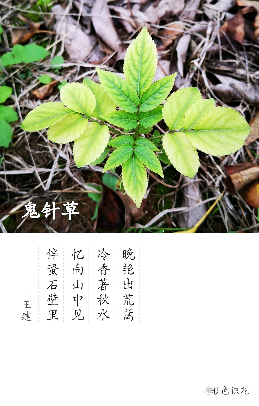 绿植花型一览（图ZMTM2MDM4OTE2） - 产品摄影 - 站酷设计师左I可原创素材 - 站酷ZCOOL