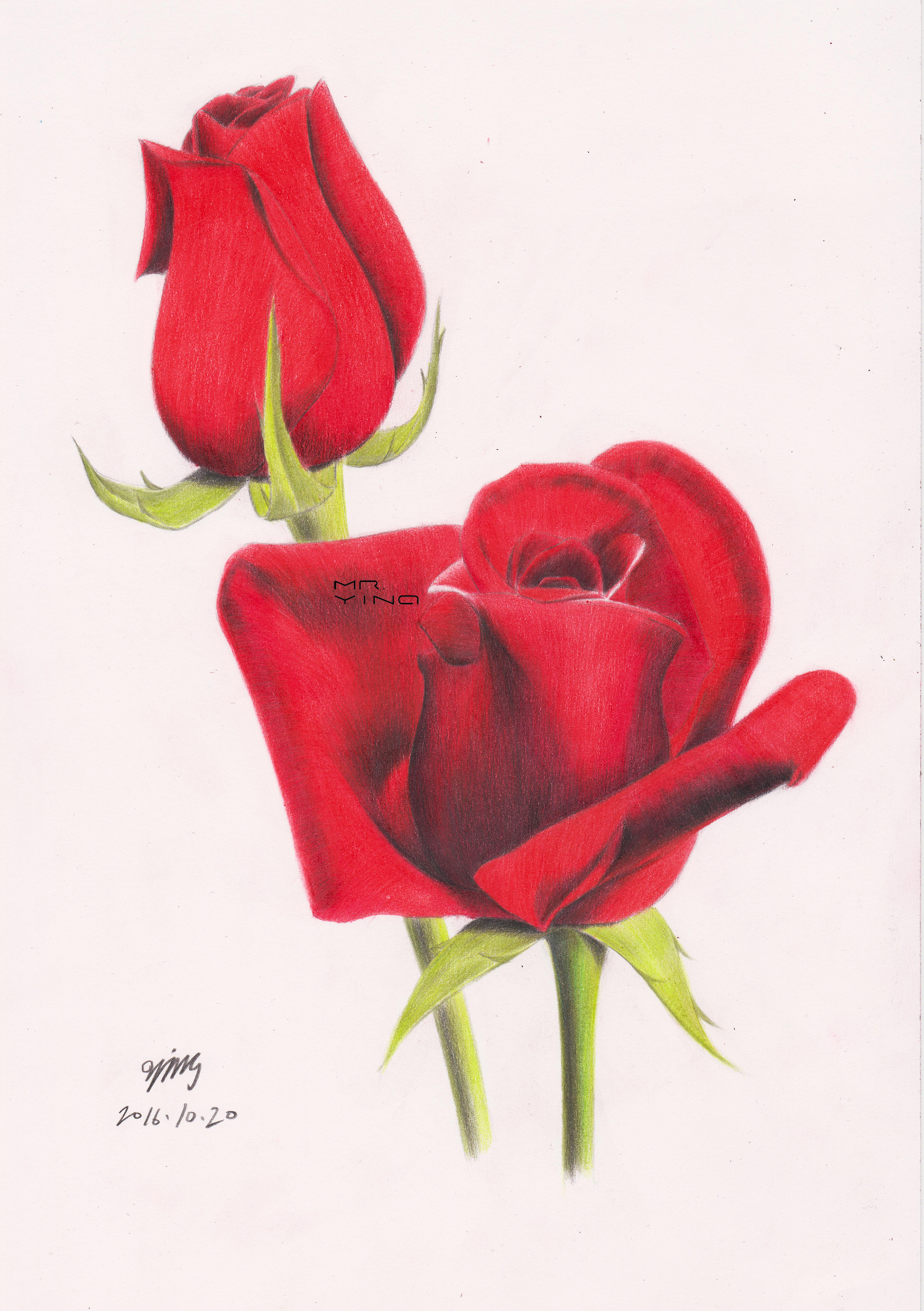 手绘彩铅鲜花集