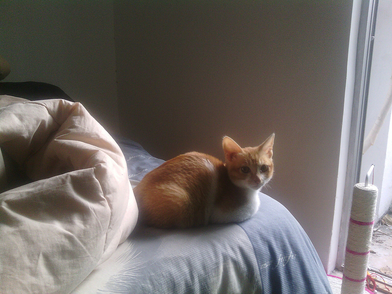 我家喵小奇。O(∩_∩)O哈哈~