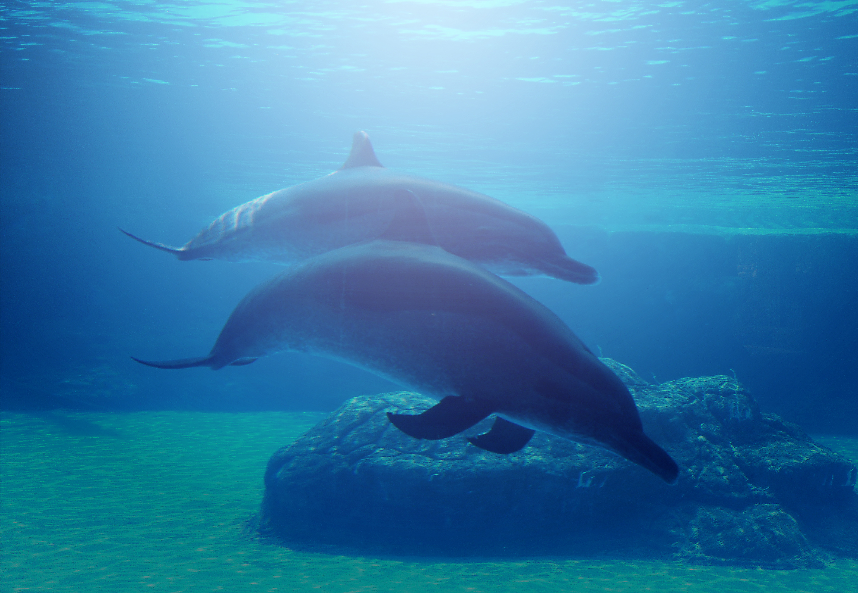 Download free photo of Dolphin,jumping,ocean,sea,water - from needpix.com