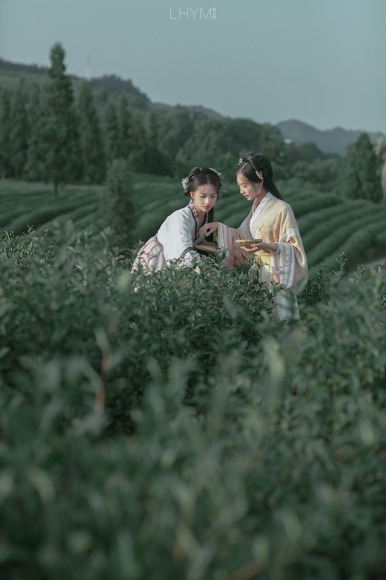 双人古风 | 茶语沁