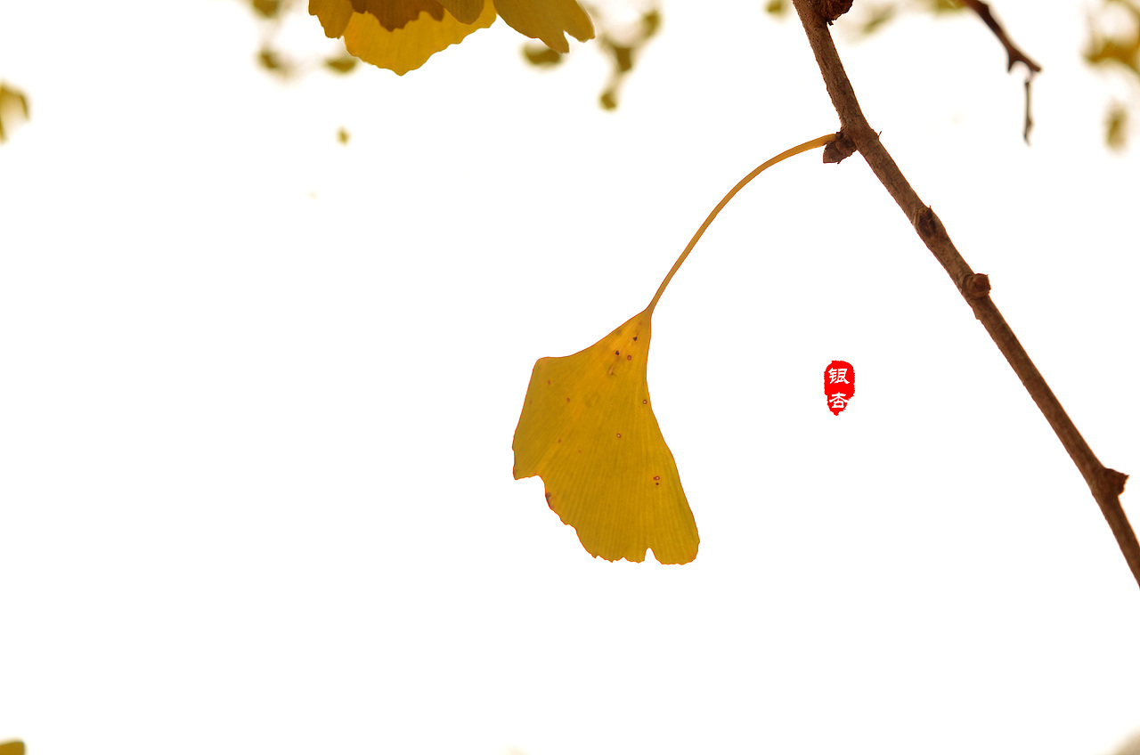 银杏（图ZMzc4OTMwNjQ=） - 风光摄影 - 站酷设计师點點點木木原创素材 - 站酷ZCOOL