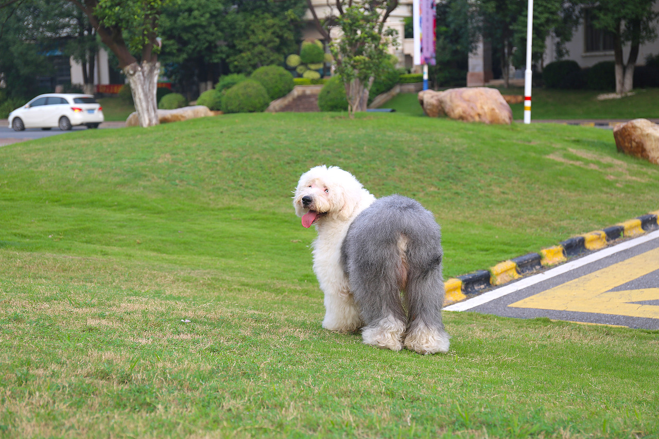 他五岁了（图ZNjUwMjQxMDQ=） - 宠物摄影 - 站酷设计师芥末小E原创素材 - 站酷ZCOOL