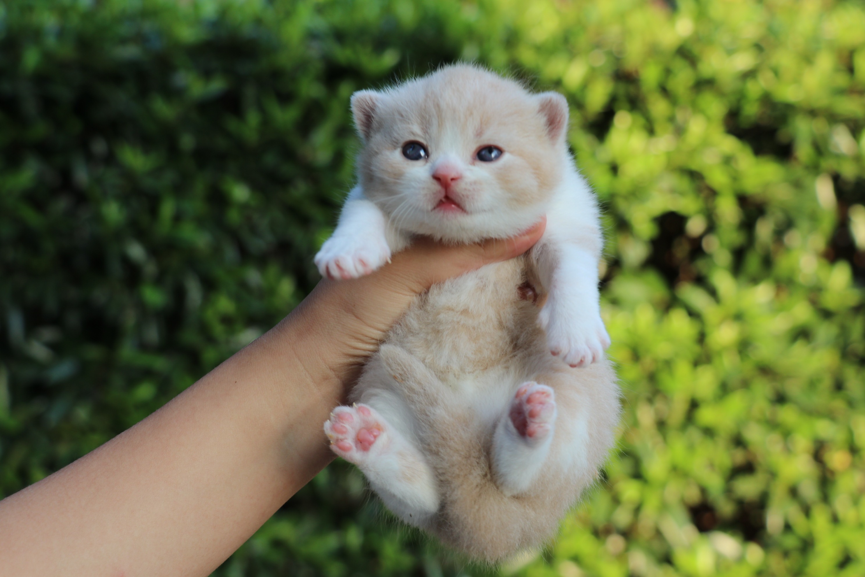 英短乳白正八|摄影|宠物摄影|沐米猫舍 - 原创作品 - 站酷 (zcool)