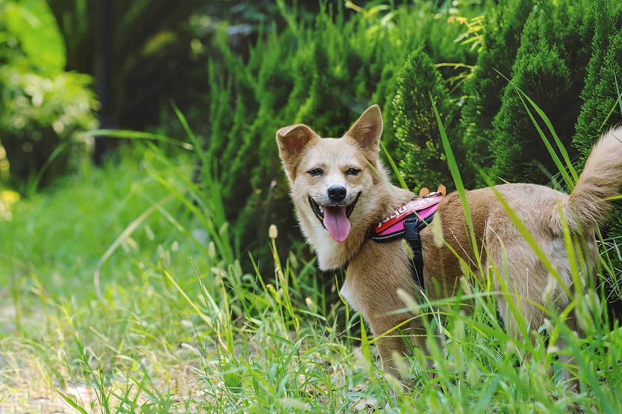 【纪实宠物摄影】