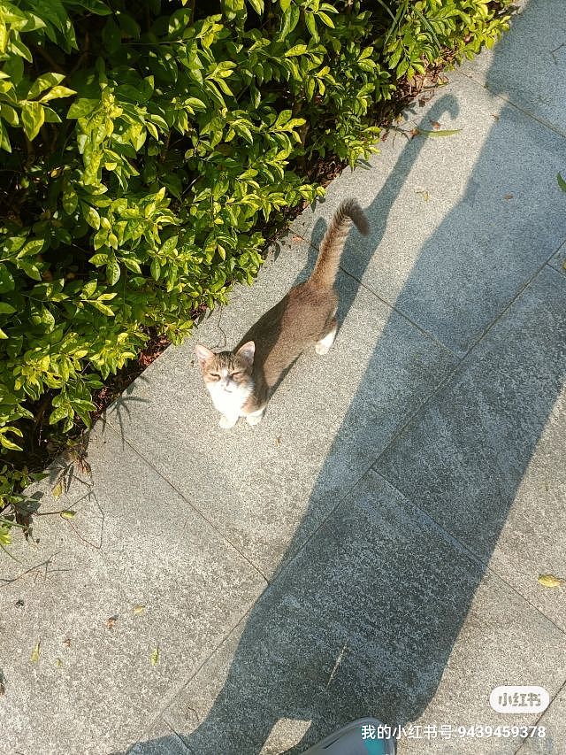 纪念一下我去工作室面试画师然后路上偶遇一只猫的故事