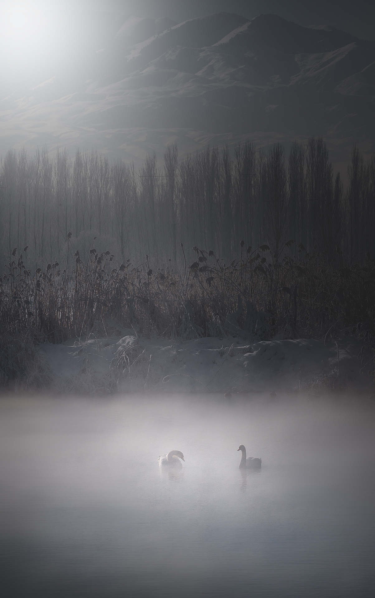 天鹅（图ZNzQ3Mjk4NzI=） - 风光摄影 - 站酷设计师xiaodupi原创素材 - 站酷ZCOOL