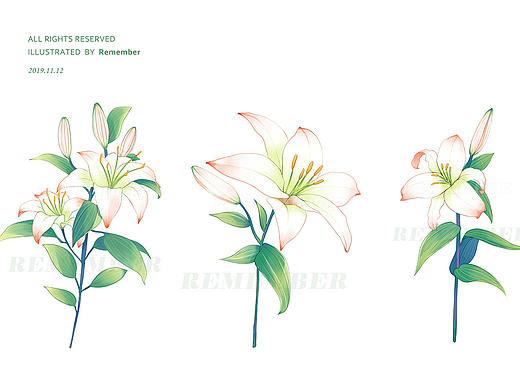百合花 插画