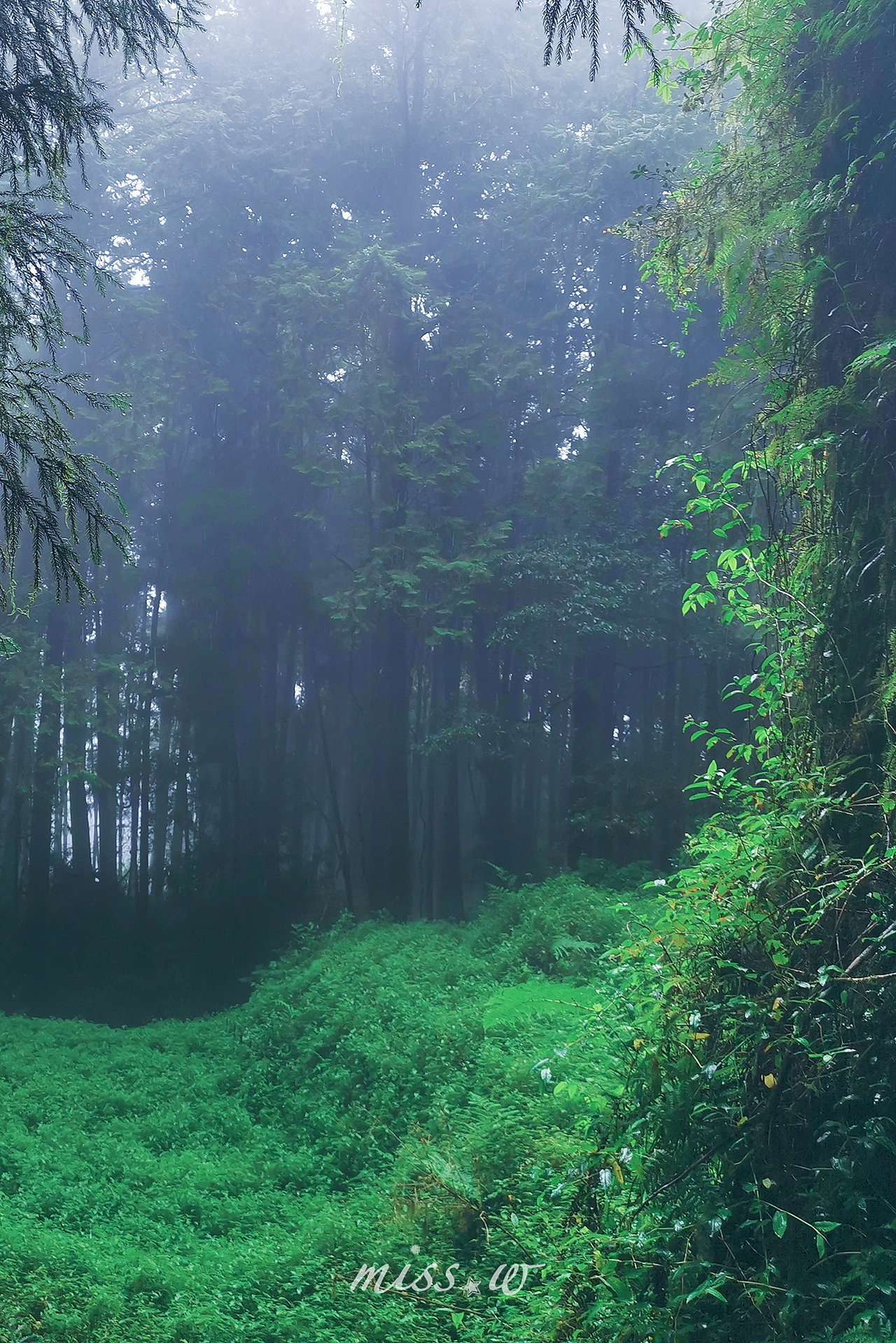 迷雾森林|摄影|风光摄影|摄影师唯唯_原创作品-站酷zcool