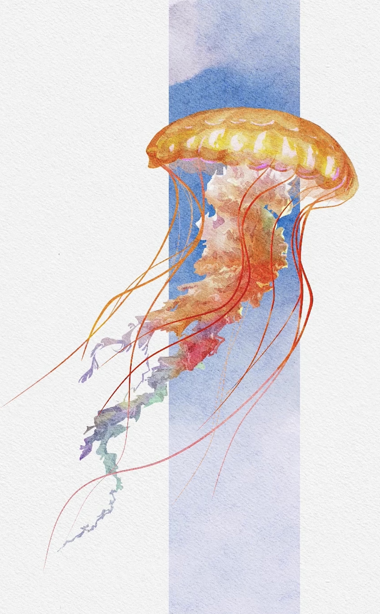 精灵水母水彩插画详细教程!