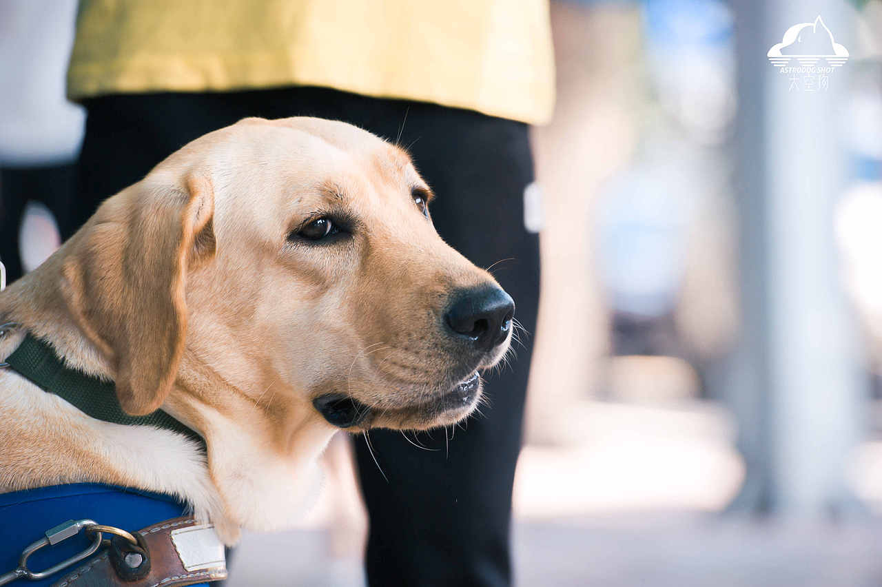 导盲犬公益:我们是盲人的眼睛,你愿意为我们发声吗?