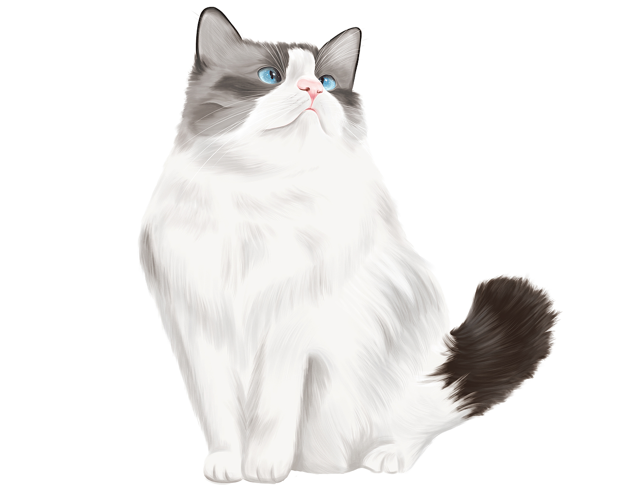 记2020.9.30猫咪照片写生