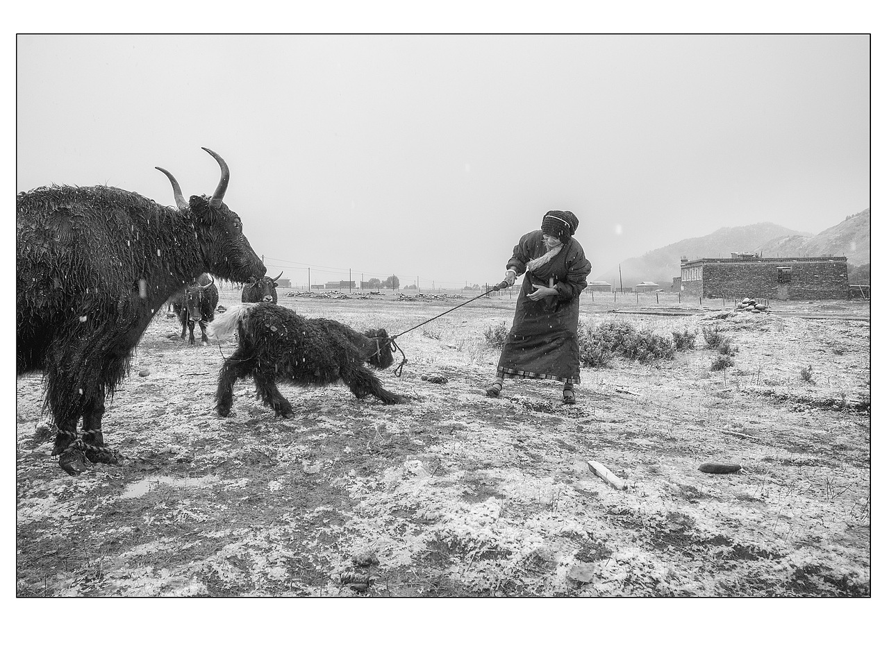 美丽的格桑花（图ZNjQwNDM3MDA=） - 人文/纪实摄影 - 站酷设计师雨萌1994原创素材 - 站酷ZCOOL