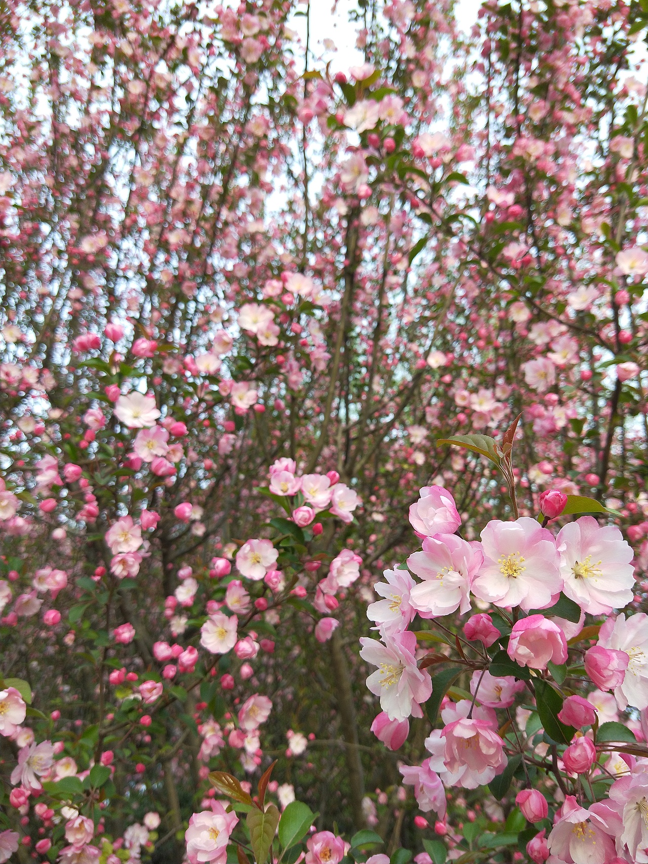 垂丝海棠（图ZMjAyNDE3MjA4） - 风光摄影 - 站酷设计师云行雨施原创素材 - 站酷ZCOOL