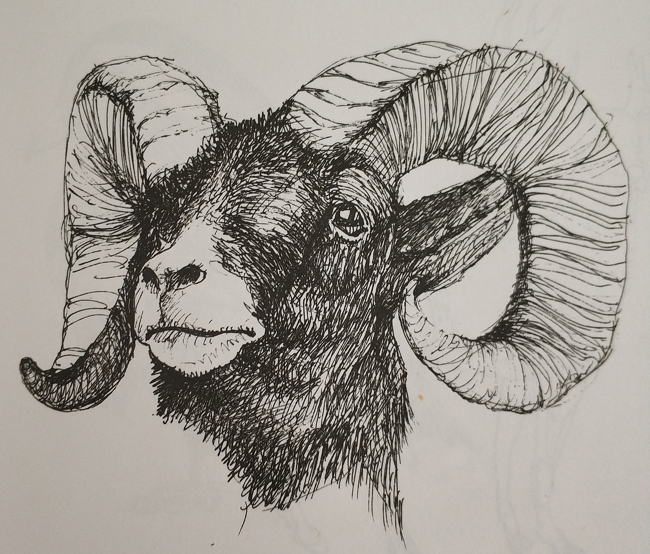 各种动物钢笔线描作品