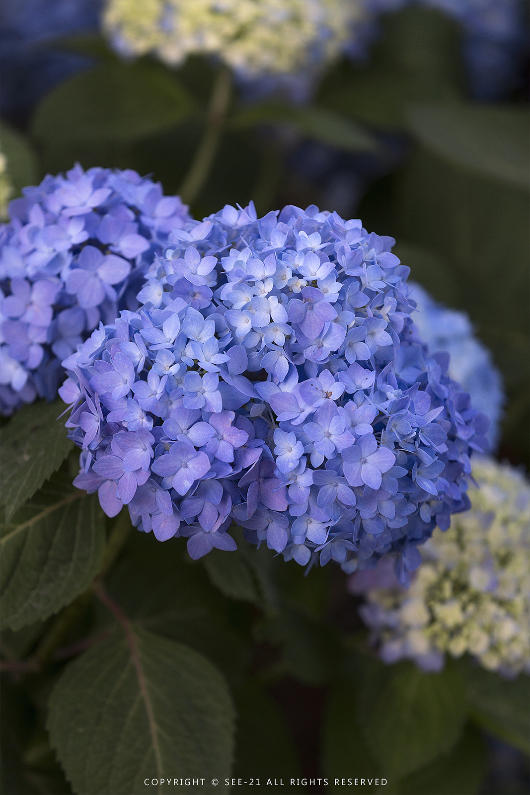 初夏的颜色67676767无尽夏