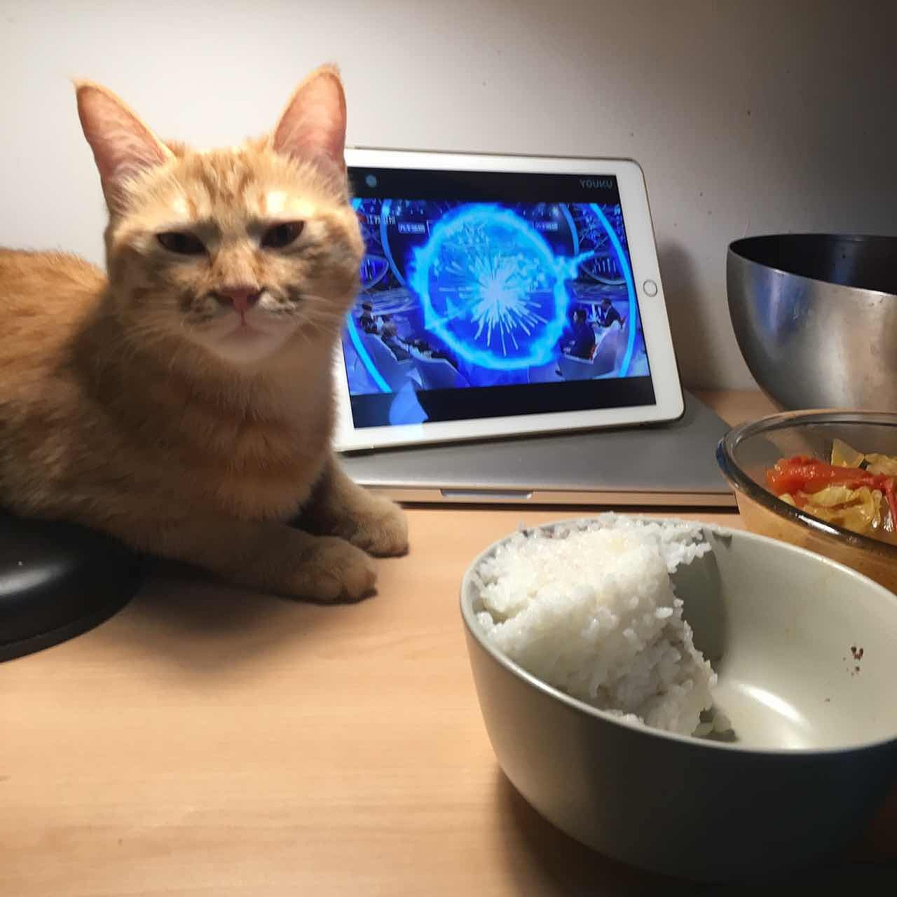 菜刀眼黄豆芽的日常（图ZODEwMzczOTY=） - 宠物摄影 - 站酷设计师violasean原创素材 - 站酷ZCOOL