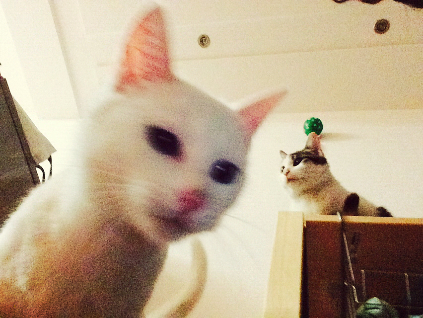 家有蠢猫妹妹（图ZMjU3ODEwNjA=） - 宠物摄影 - 站酷设计师豚豚neko原创素材 - 站酷ZCOOL
