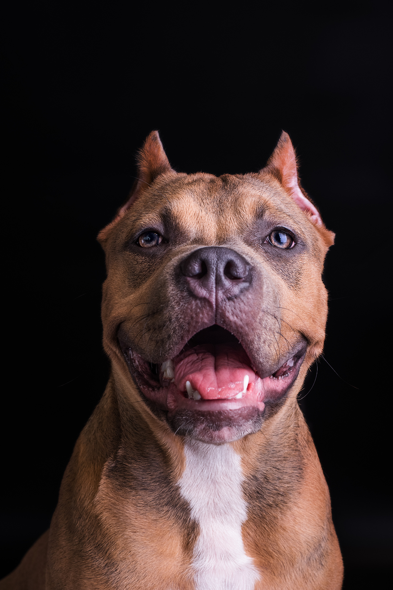 宠物放飞自我的肖像|摄影|动物|郑洳亚 - 原创作品 - 站酷 (zcool)