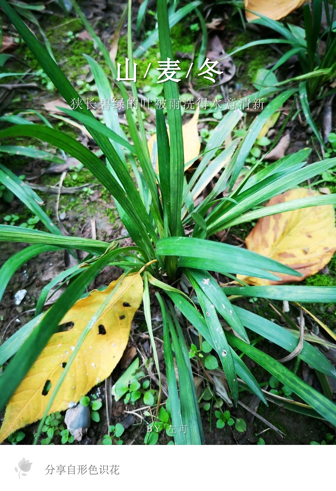 绿植花型一览（图ZMTM2MDM4NzU2） - 产品摄影 - 站酷设计师左I可原创素材 - 站酷ZCOOL