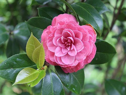 绿叶衬托下的茶花（个人主页-ZMzUwODU2MjA=） - 风光摄影 - 站酷设计师晨均原创素材 - 站酷ZCOOL