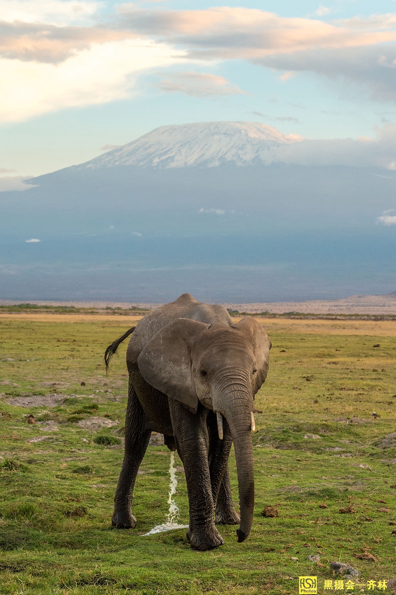 黑摄会出品乞力马扎罗山下的大象