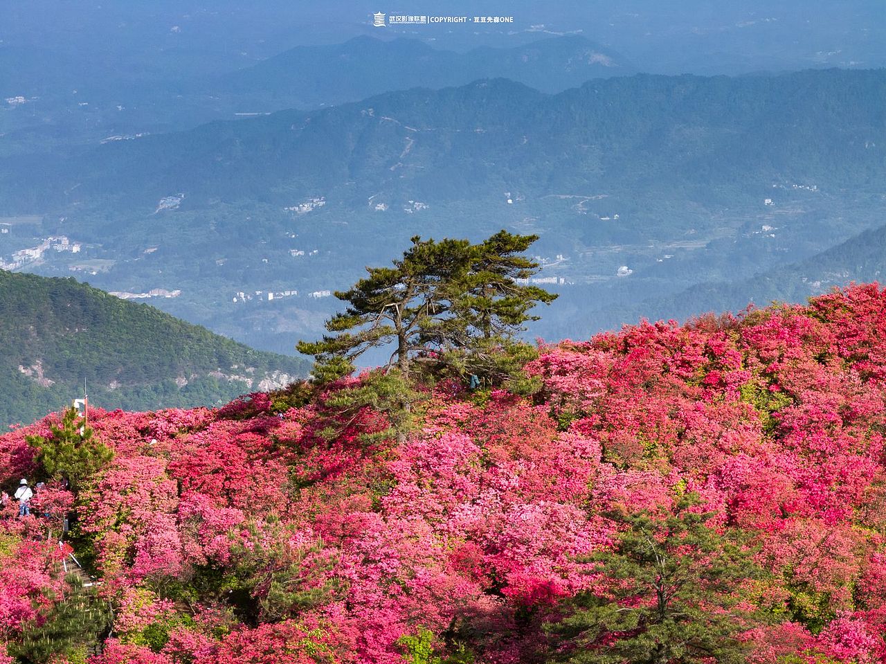 麻城龟峰山杜鹃花（图ZMzQxODI1ODY4） - 风光摄影 - 站酷设计师摄影豆豆先森ONE原创素材 - 站酷ZCOOL