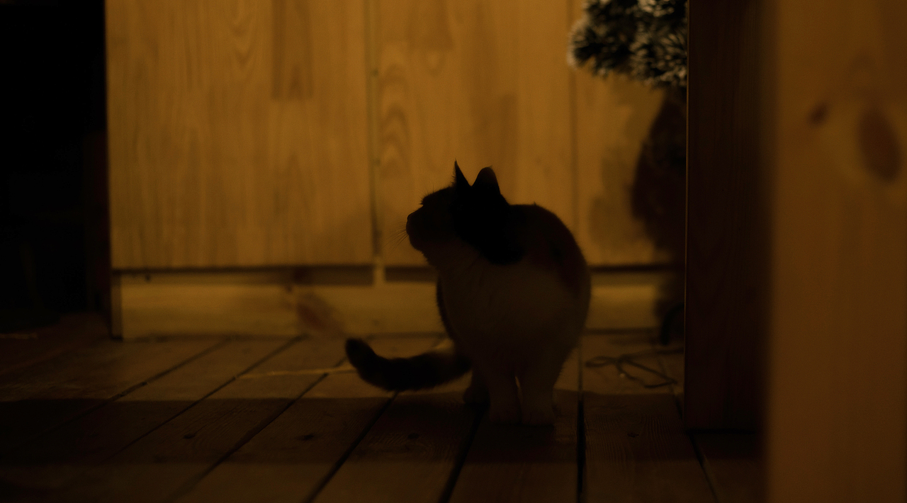 「 猫影 」