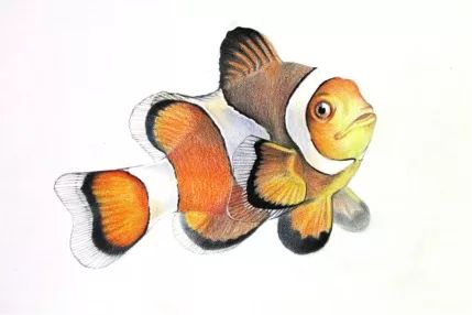 彩色铅笔画步骤教程小丑鱼的画法