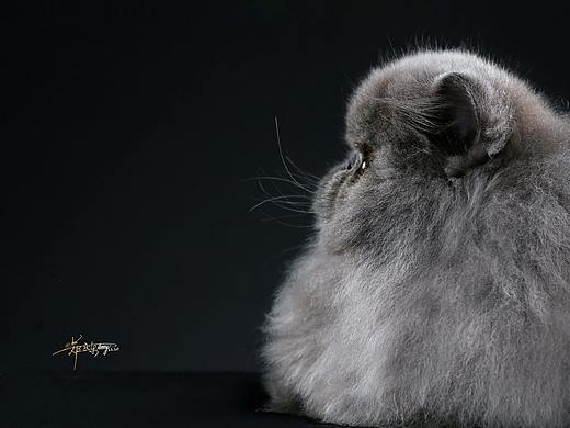 波斯猫-AMYWORKS探须视觉