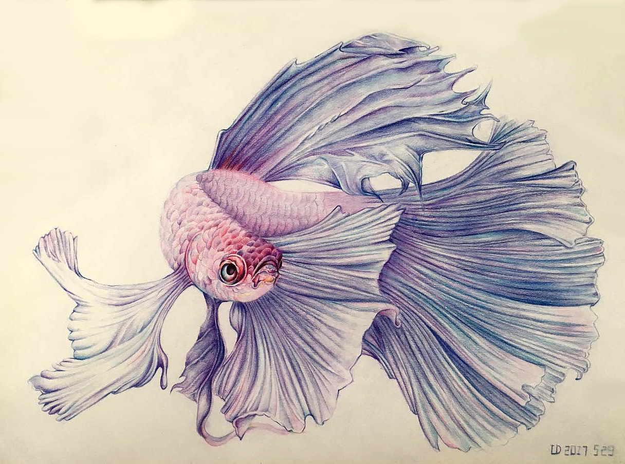 灵动之美——孔雀鱼（图ZODA3Mjc2NzI=） - 艺术插画 - 站酷设计师夏天里的冰魔原创素材 - 站酷ZCOOL