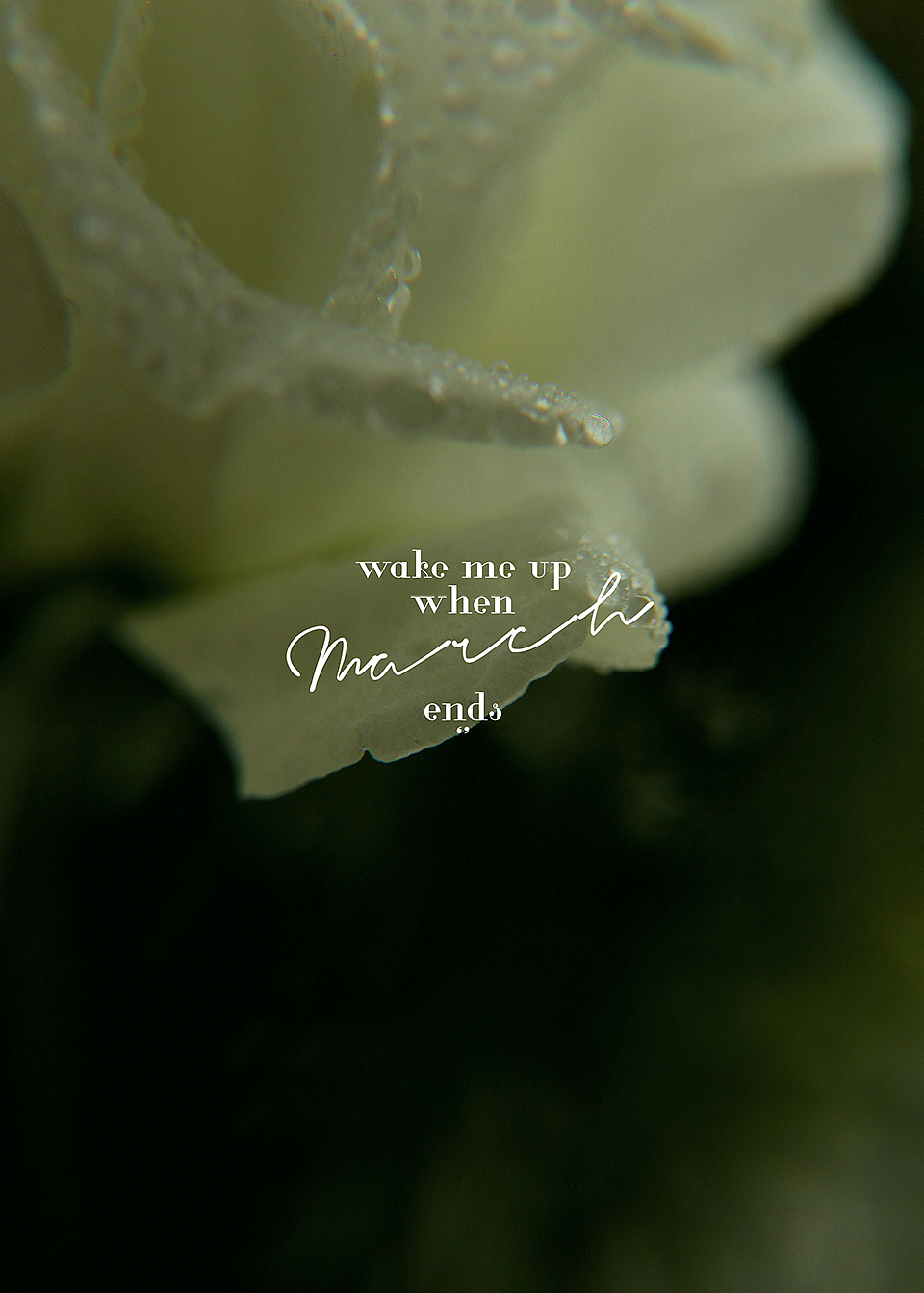 青&红(植物系列)