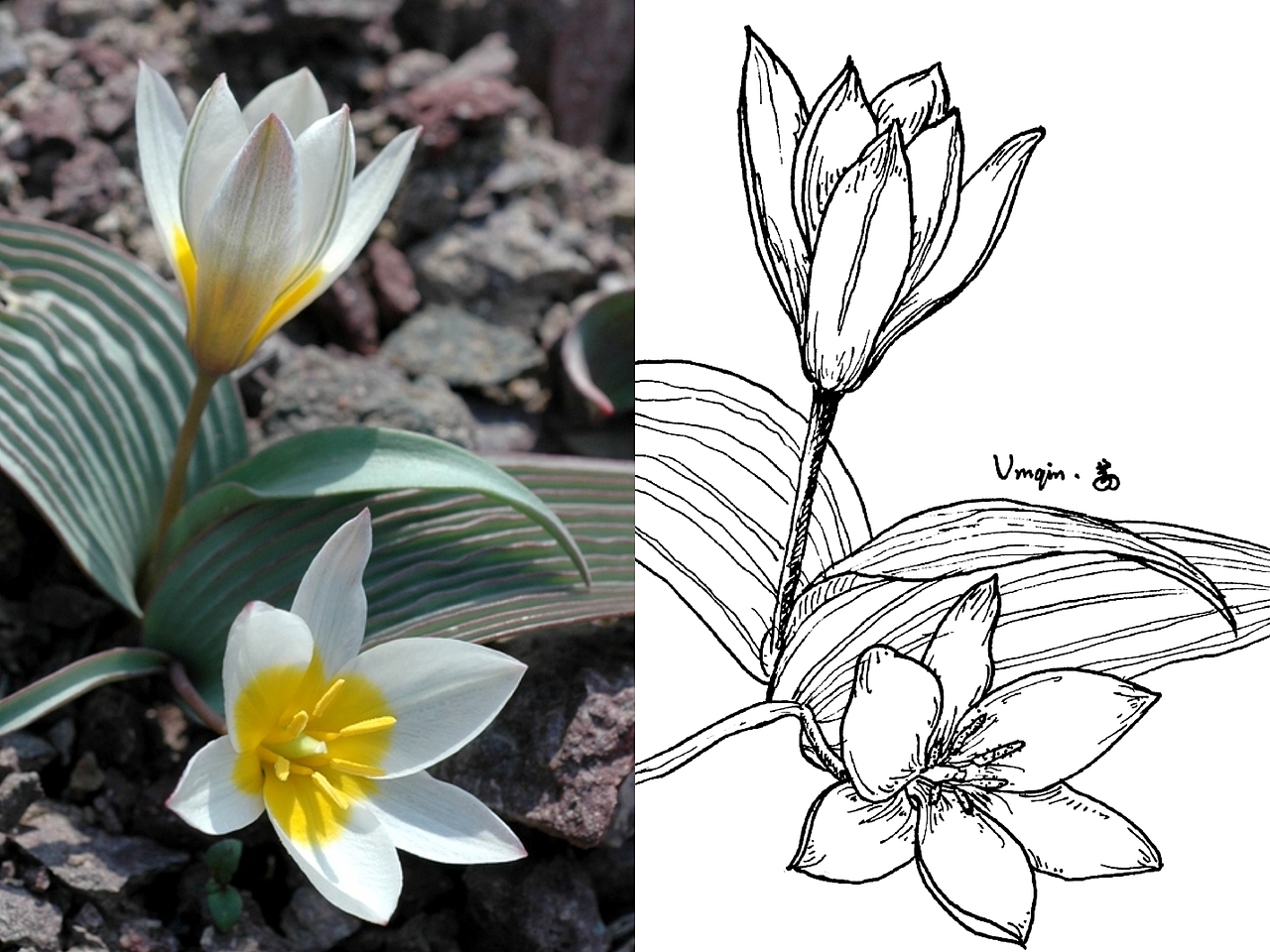 针管笔画—线描花卉