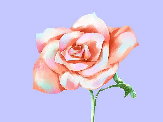 幻彩风格玫瑰花【插画成长日记】