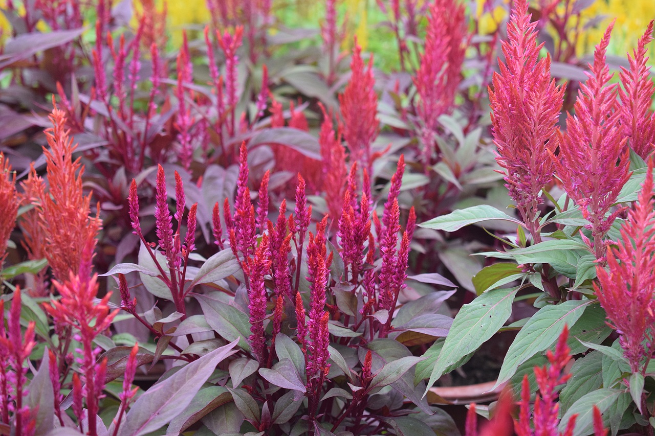 一花一世界 一木一佛陀