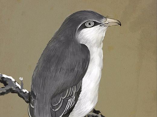 鸟