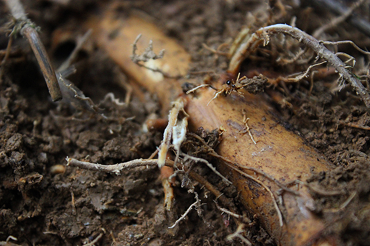 浔隐山|时令 新鲜冬笋 野生现挖黄泥拱 高山原生态鲜蔬