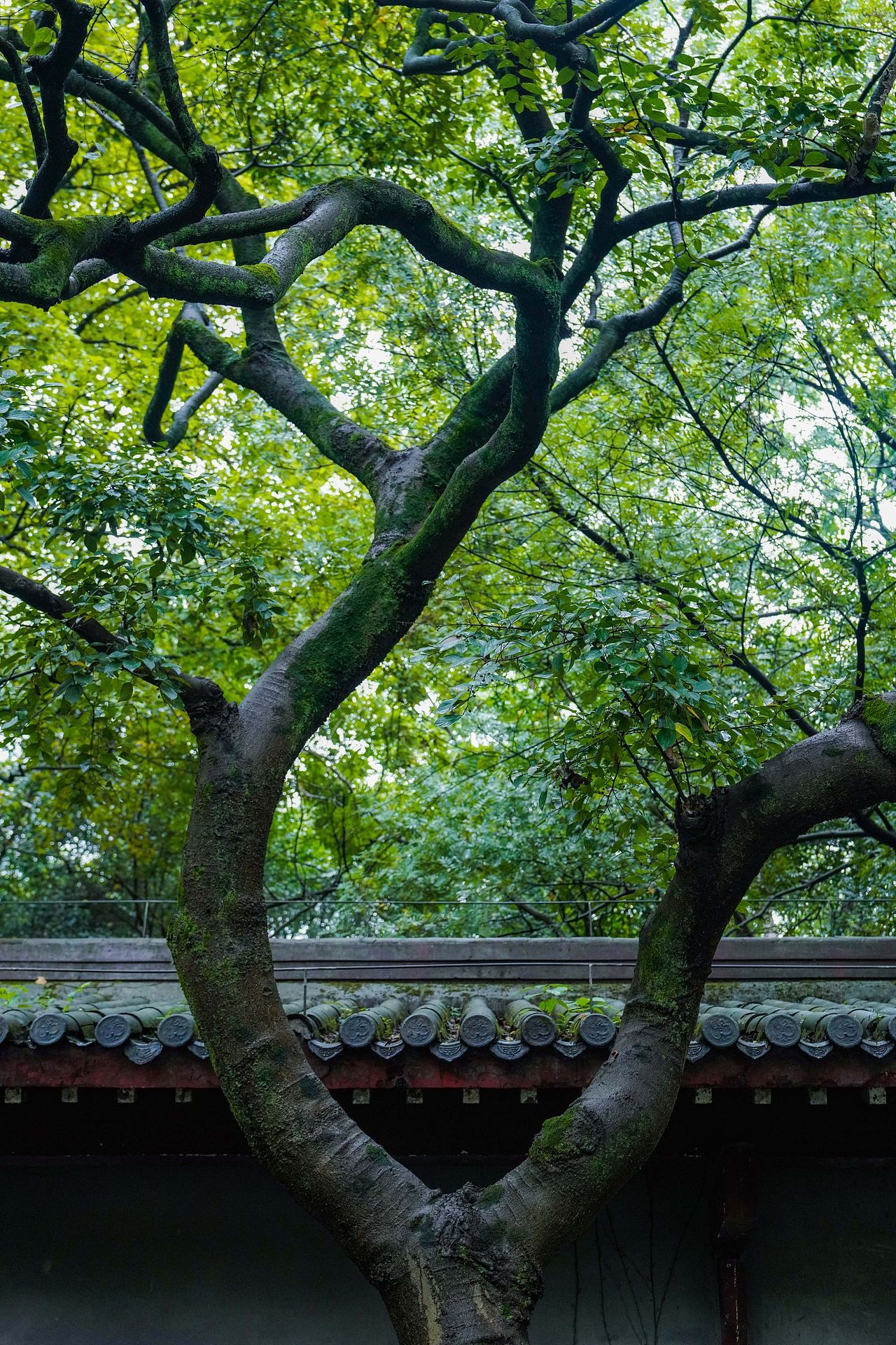 一些绿色🌳（图ZMzUxNzE1NDE2） - 风光摄影 - 站酷设计师寒塘Y原创素材 - 站酷ZCOOL