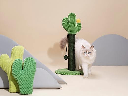 猫爬架猫玩具拍摄