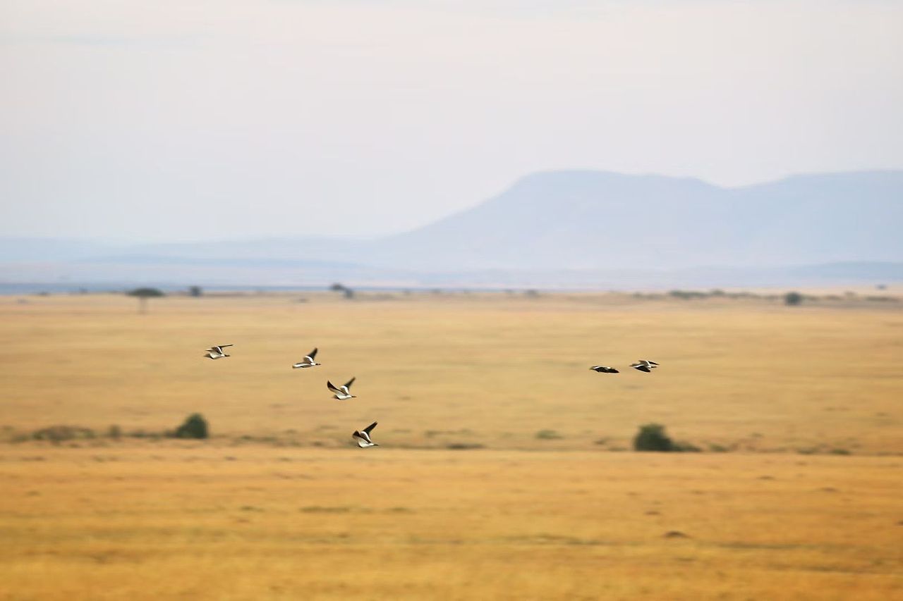 全球最有生命力的日出🌅